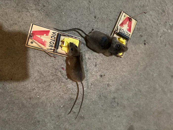BC Exterminating Services Picture 2
