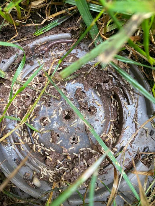 Senate Termite & Pest Control Picture 10