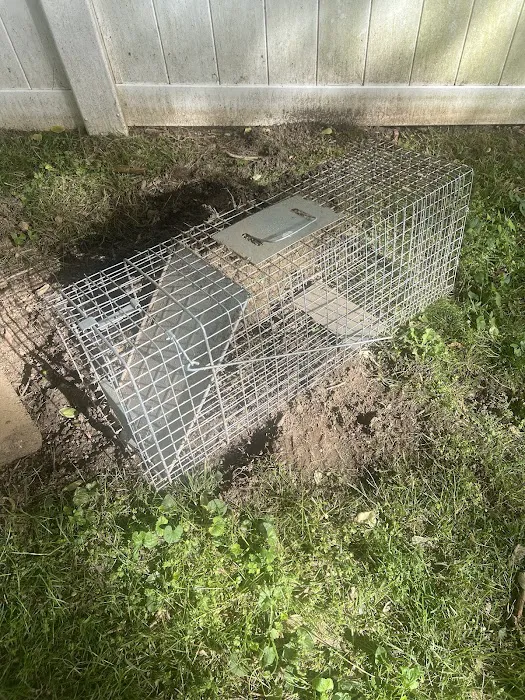 Senate Termite & Pest Control Picture 8
