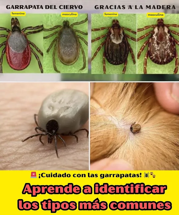 DMV Exterminator's Pest Control - Bed Bugs Picture 1