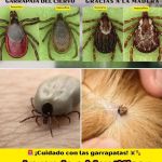 DMV Exterminator's Pest Control - Bed Bugs