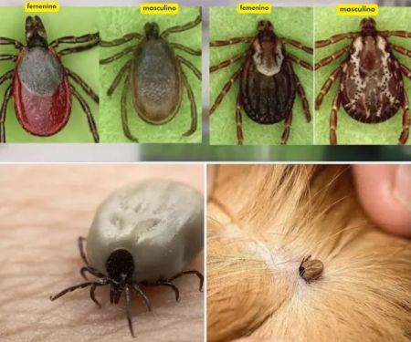 DMV Exterminator's Pest Control - Bed Bugs