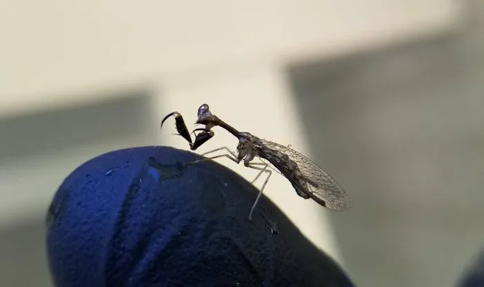 Brody Brothers Pest Control in Rockville Picture 2