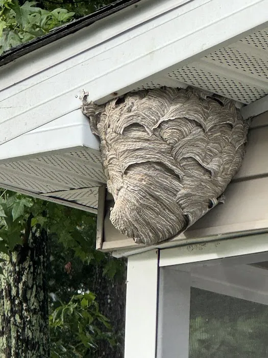 Frontline Pest and Termite of Rockville Picture 6