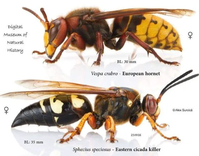 Budget Bugs Picture 10