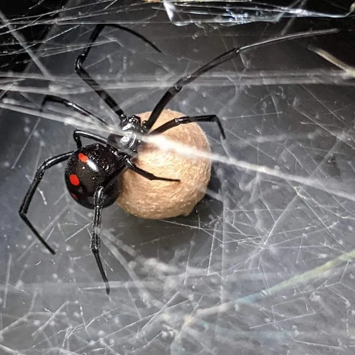 Budget Bugs Picture 8