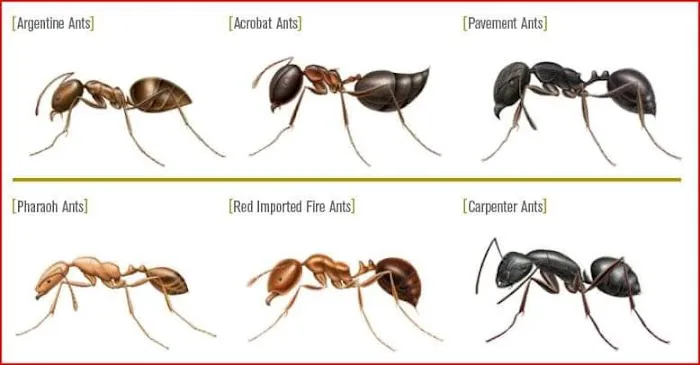Budget Bugs Picture 5