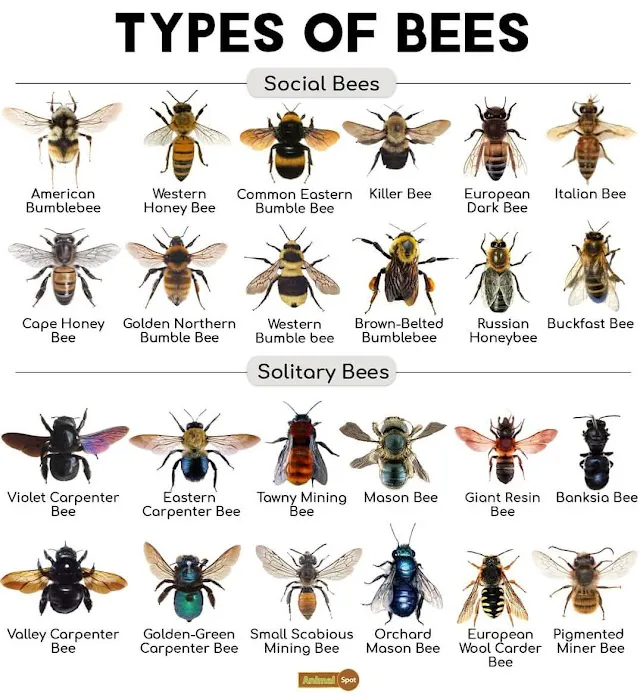 Budget Bugs Picture 2