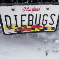 Budget Bugs ico