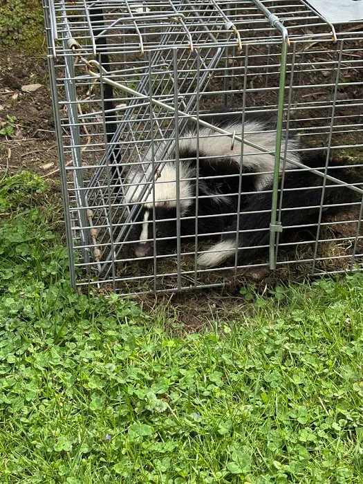 Tall Timber Wildlife Services LLC Picture 1