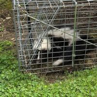 Tall Timber Wildlife Services LLC ico