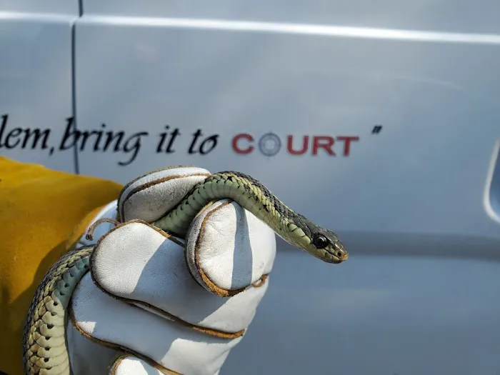 Court Pest Control LLC Picture 4