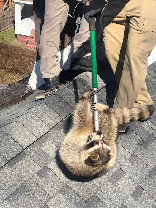 Court Pest Control LLC Picture 2