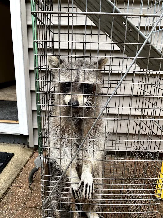 Court Pest Control LLC Picture 3