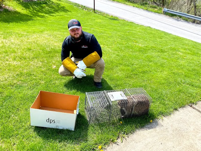 Court Pest Control LLC Picture 9
