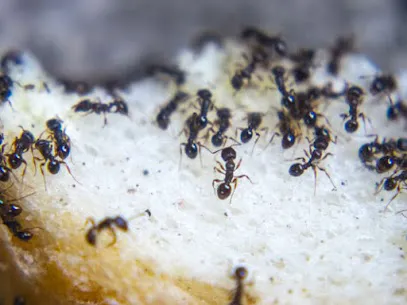 Spectrum Pest Control Picture 1