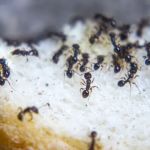 Spectrum Pest Control