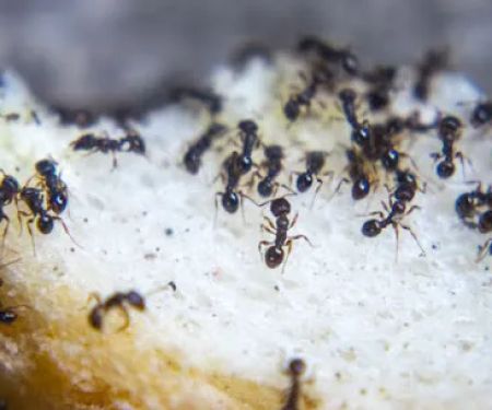 Spectrum Pest Control