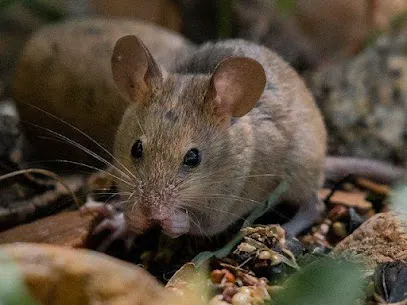 Spectrum Pest Control Picture 7