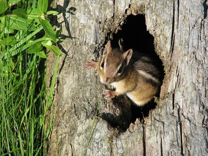 Budget Pest Control, Inc. Picture 2