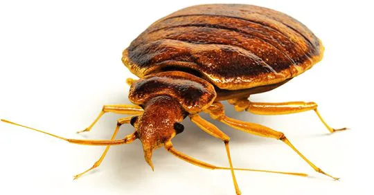 Budget Pest Control, Inc. Picture 1