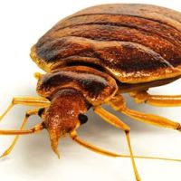 Budget Pest Control, Inc. ico