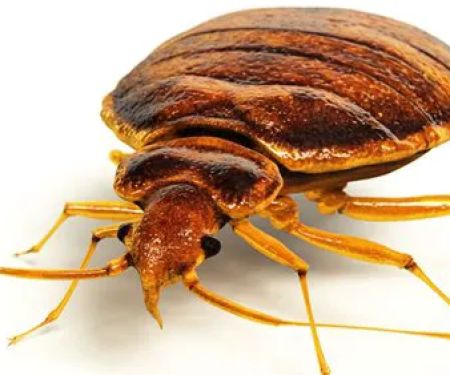 Budget Pest Control, Inc.