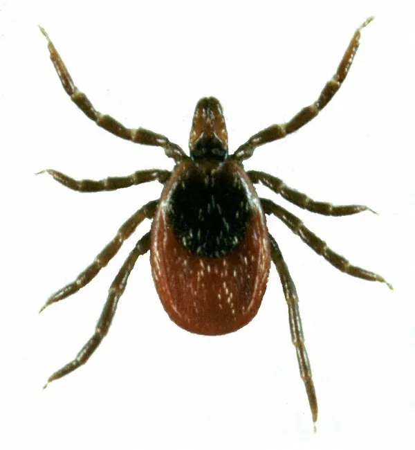 Budget Pest Control, Inc. Picture 6