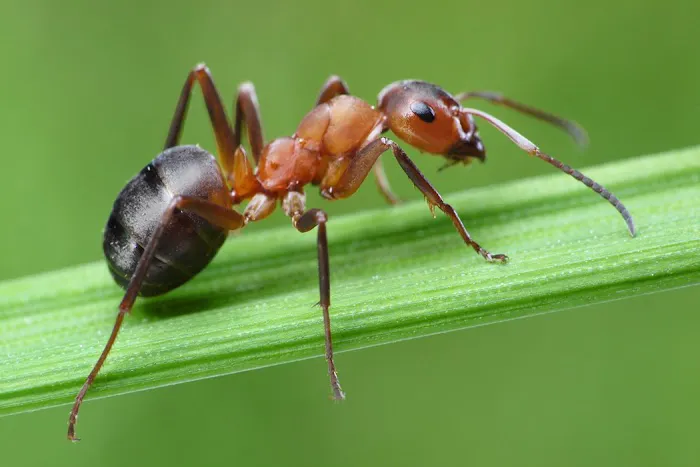 Budget Pest Control, Inc. Picture 7