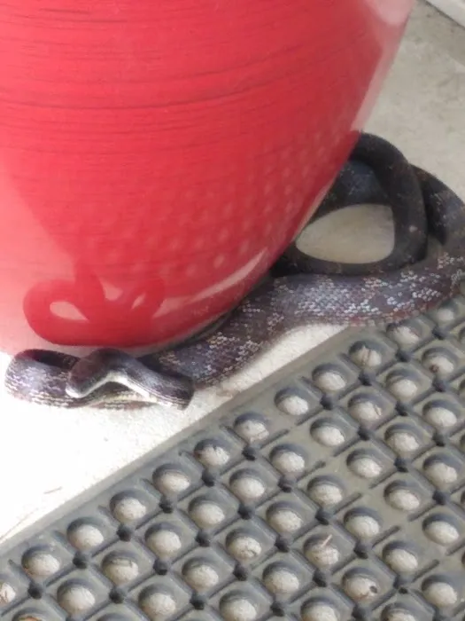 Home Paramount Pest Control Picture 8