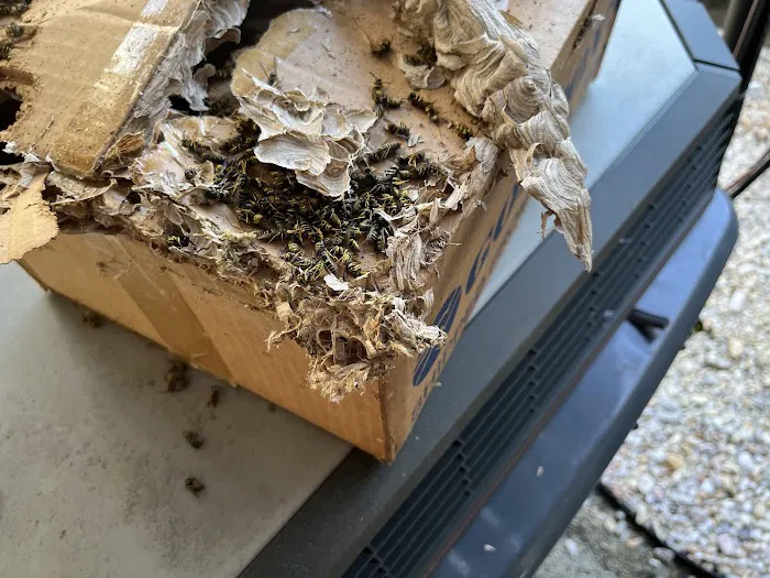 D-Bug Pest Control, Inc. Picture 1