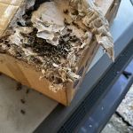 D-Bug Pest Control, Inc.