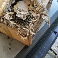 D-Bug Pest Control, Inc. ico