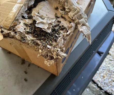 D-Bug Pest Control, Inc.