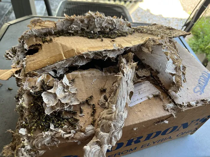 D-Bug Pest Control, Inc. Picture 10