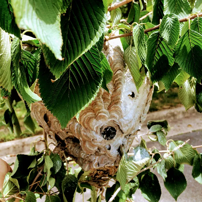 DeHaven pest control Picture 4