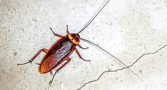 Barrett Pest & Termite Services Picture 6