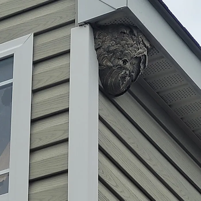 Petti Pest Control Picture 6