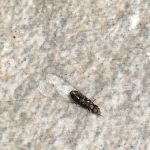 Environmental Pest Control