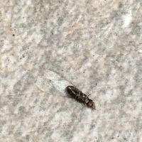 Environmental Pest Control ico