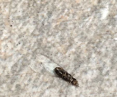 Environmental Pest Control