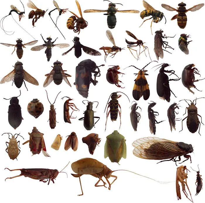 Route One Pest Control, Inc Picture 1