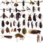 Route One Pest Control, Inc