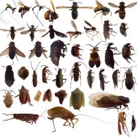 Route One Pest Control, Inc ico