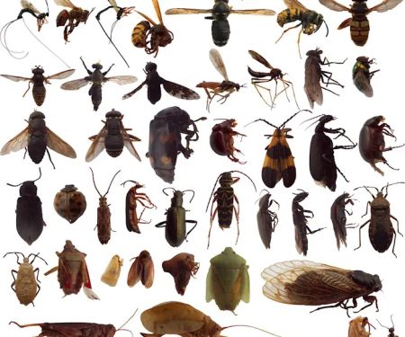 Route One Pest Control, Inc