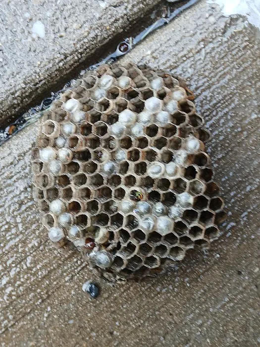 Total Termination Pest Control Picture 5