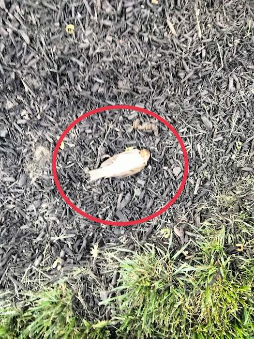 Total Termination Pest Control Picture 8