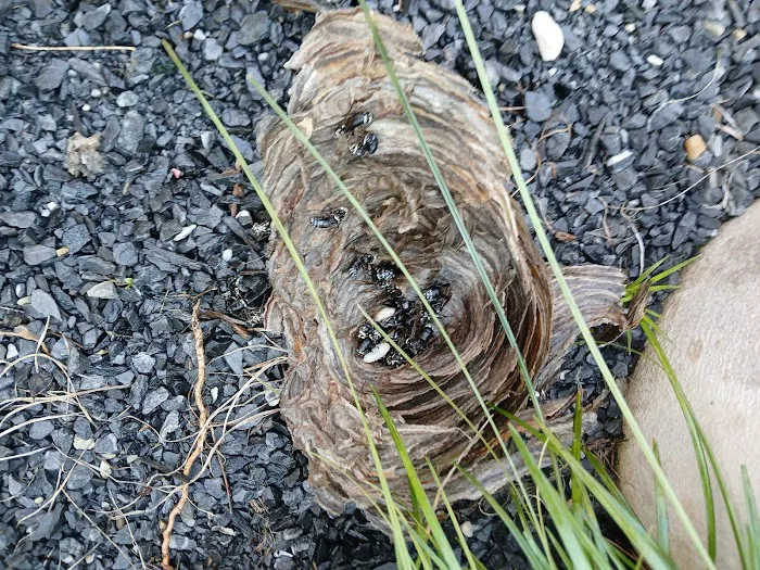 Total Termination Pest Control Picture 7