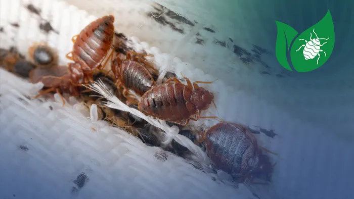 Eco Pest Control Picture 10
