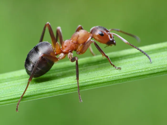 Eco Pest Control Picture 7